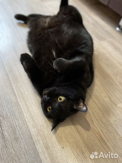 Присмотр за животными на время отьезда