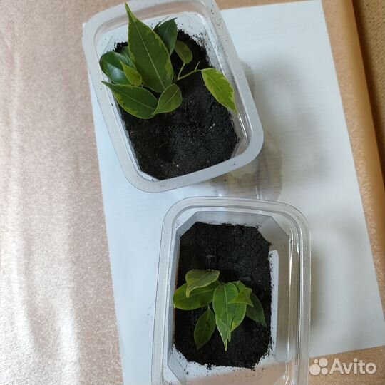 Фикус бенджамина