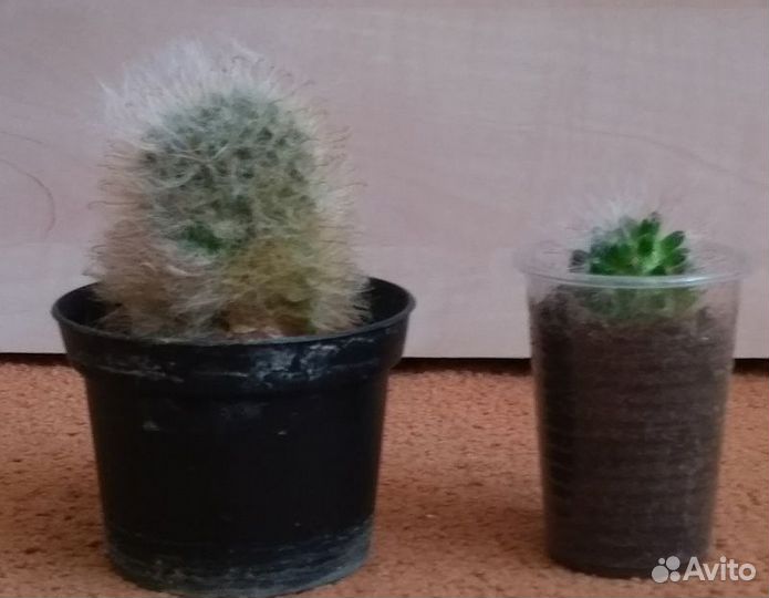 Кактус (детки)