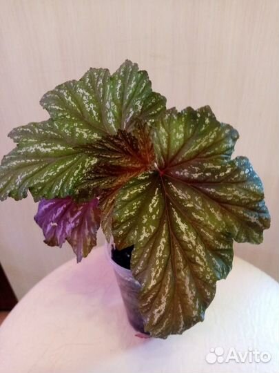 Кампанула, Бегонии