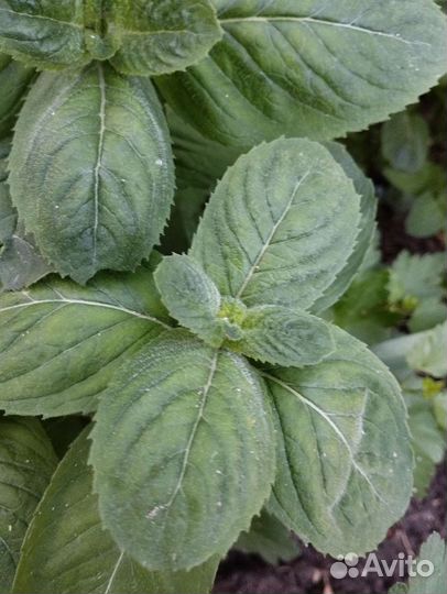 Мята ананасная, ореховая и др