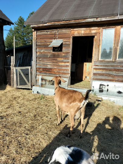 Нубийские козы