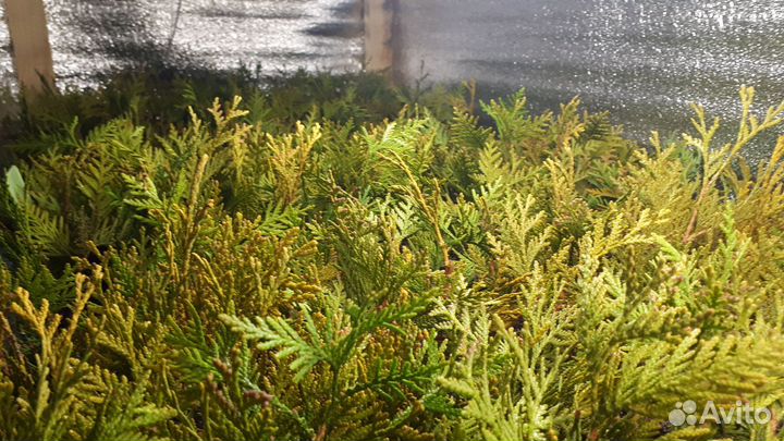 Туя и можжевельник в кассетах