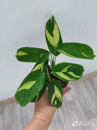 Церопегия вуда