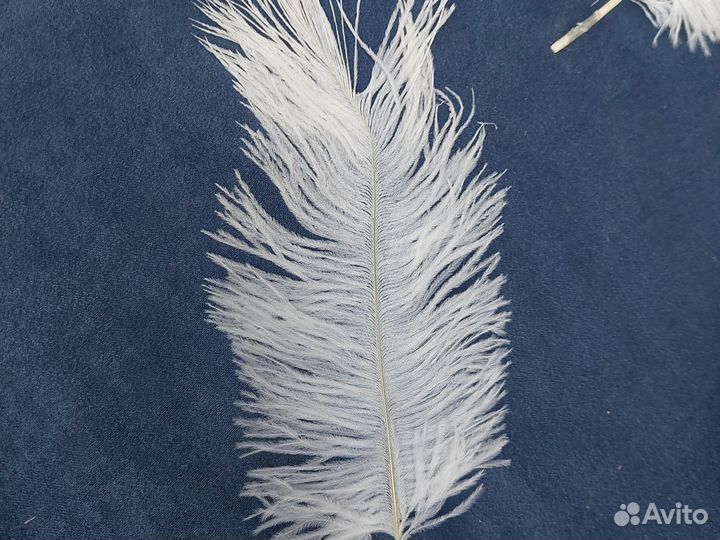 Перо страуса