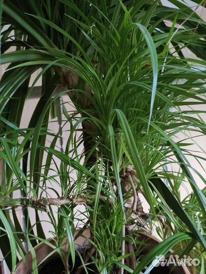 Панданус 2 метра большой цветок