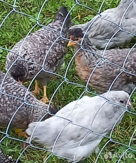 Куры Легбар кремовый