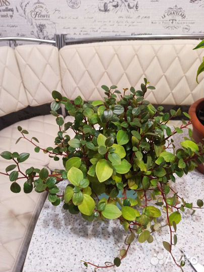 Комнатные растения часть 3