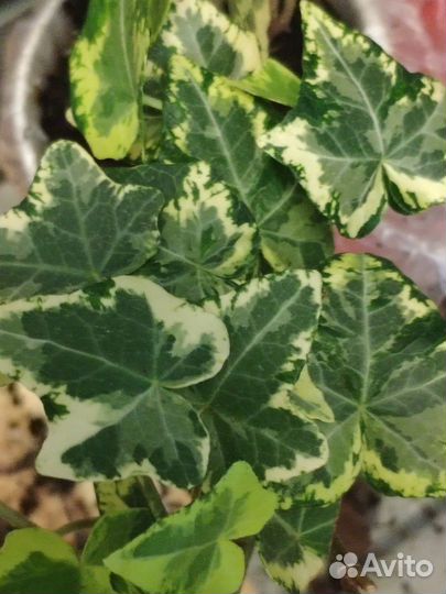 Комнатный плющ разных сортов