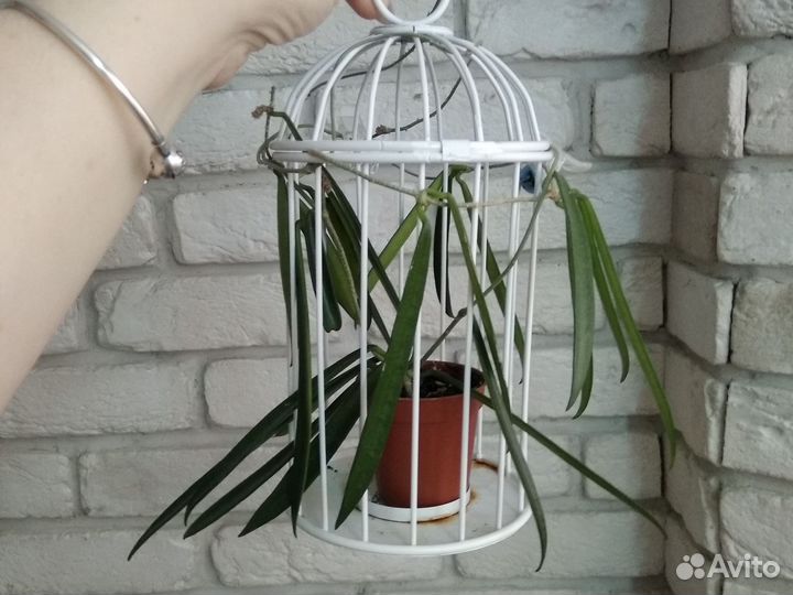 Монстера Адансона Вариегатная