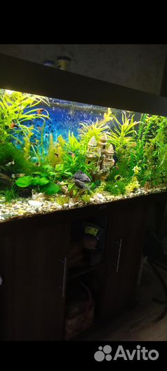 Сомы крупные