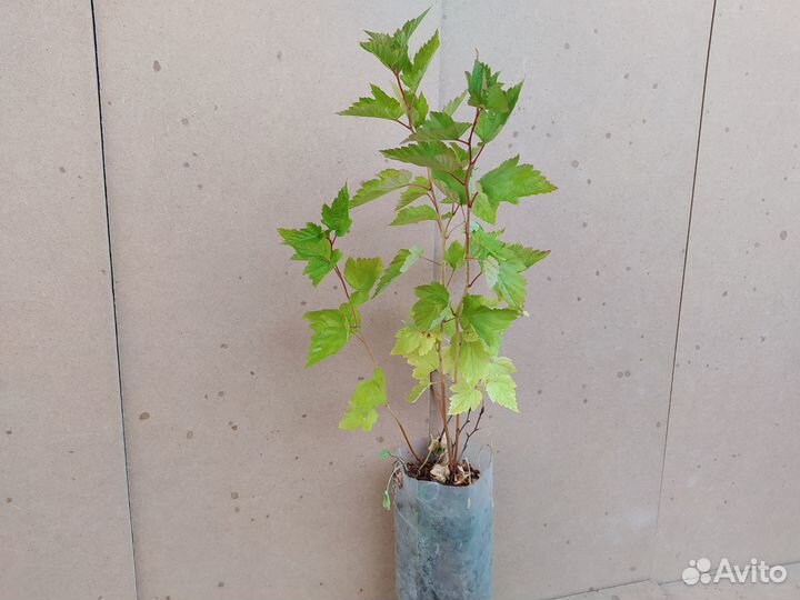 Пузыреплодник Калинолистный. Саженцы зкс