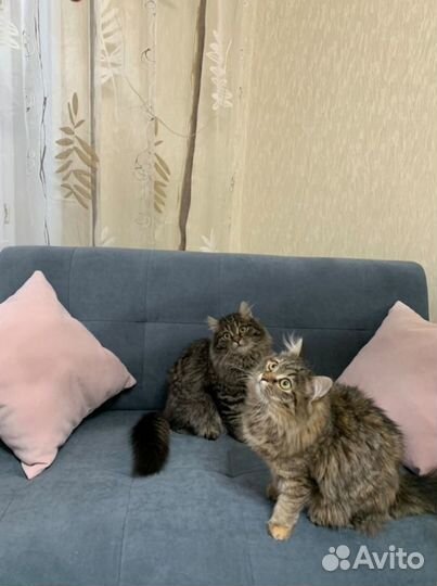 Офисный диван