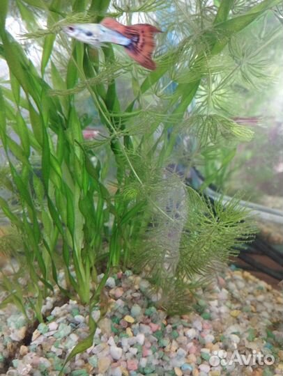 Продам мальков гуппи