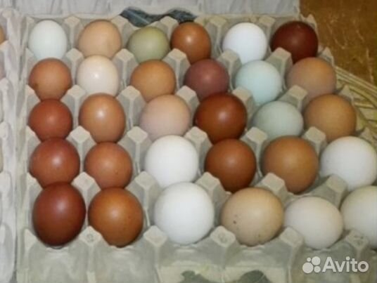 Домашние куриные яйца