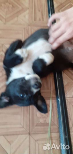 Собака в добрые руки отдам бесплатно