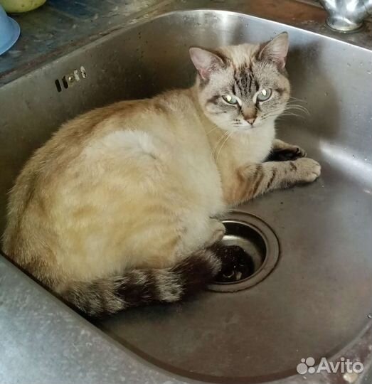 Котята в дар бесплатно