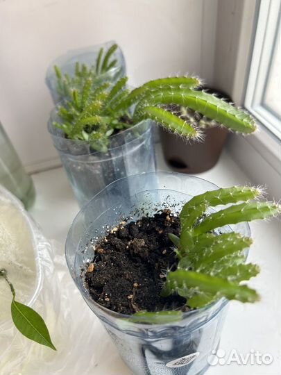 Питахайя драконий фрукт кактусы