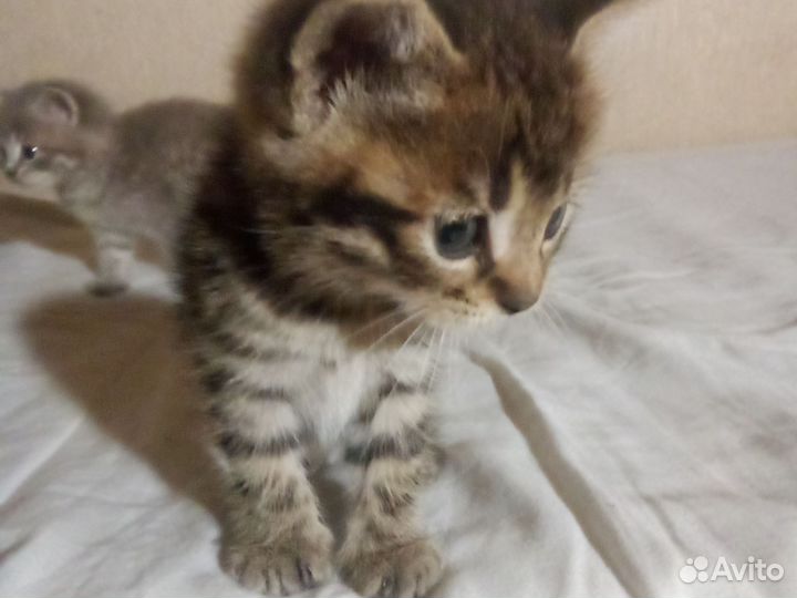 Домашние животные бесплатно