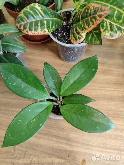 Комнатные растения