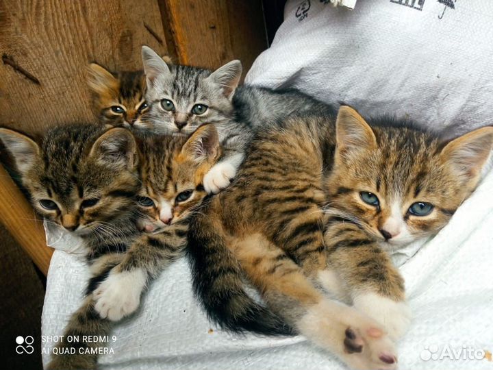 Котятки