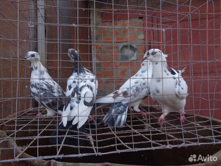 Голуби бойные