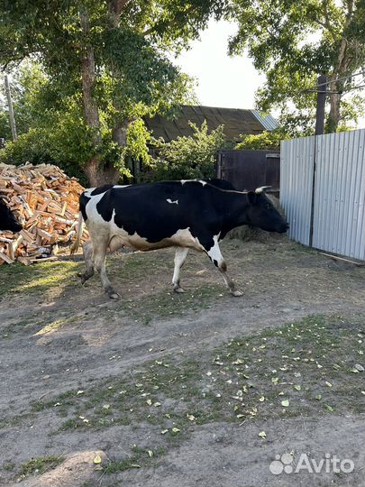 Корова 4 года