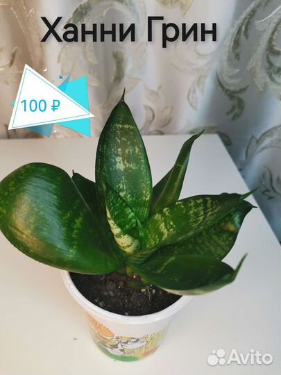 Сансевиерии сортовые