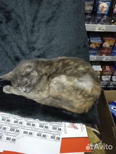 Кошка очень ищет дом