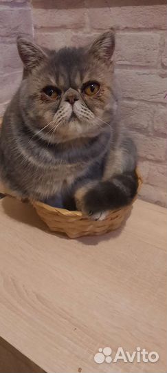 Экзотическая