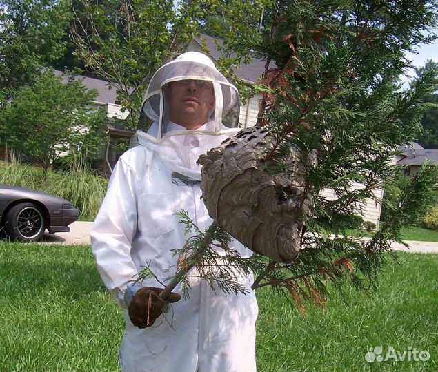 Уничтожение насекомых