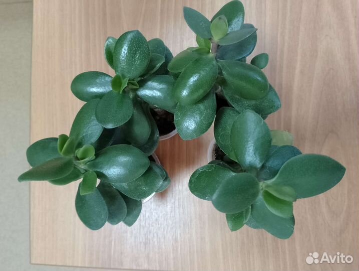 Денежное дерево (крассула, толстянка)