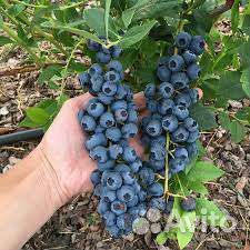 Голубика блюкроп спартан пуру