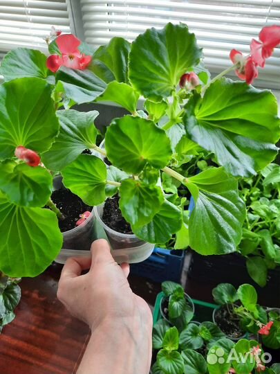 Бегония вечноцветущая красная