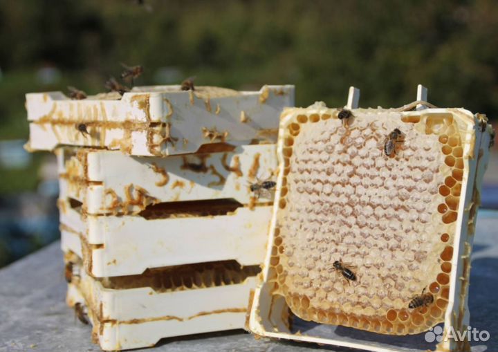 2024 Мед натуральный алтайский опт