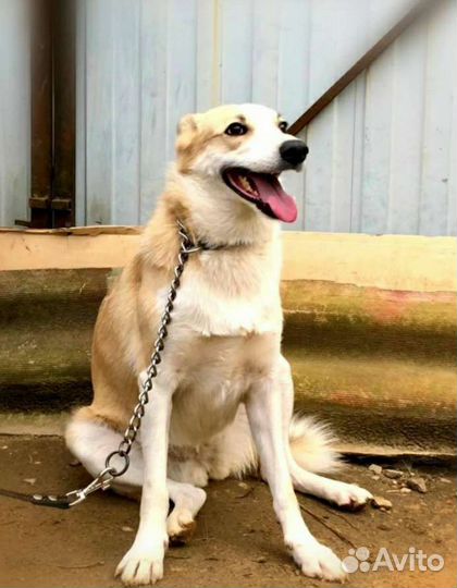 Грейси может стать Вам самым верным другом