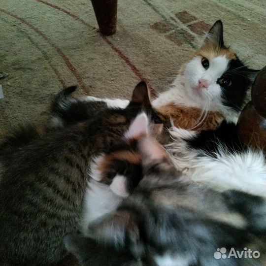 Красивые котята