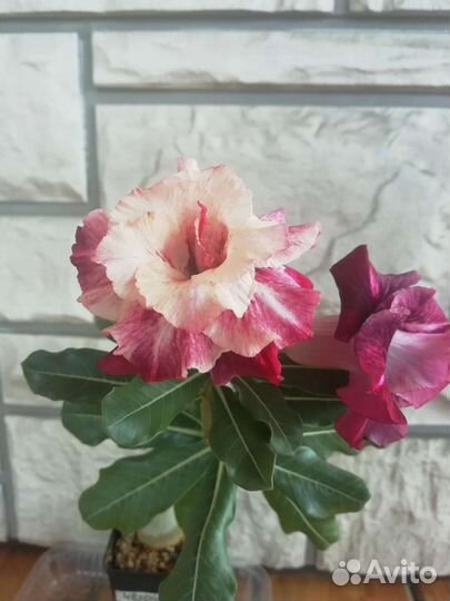 Адениум цветы комнатные