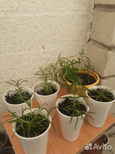 Розмарин саженцы