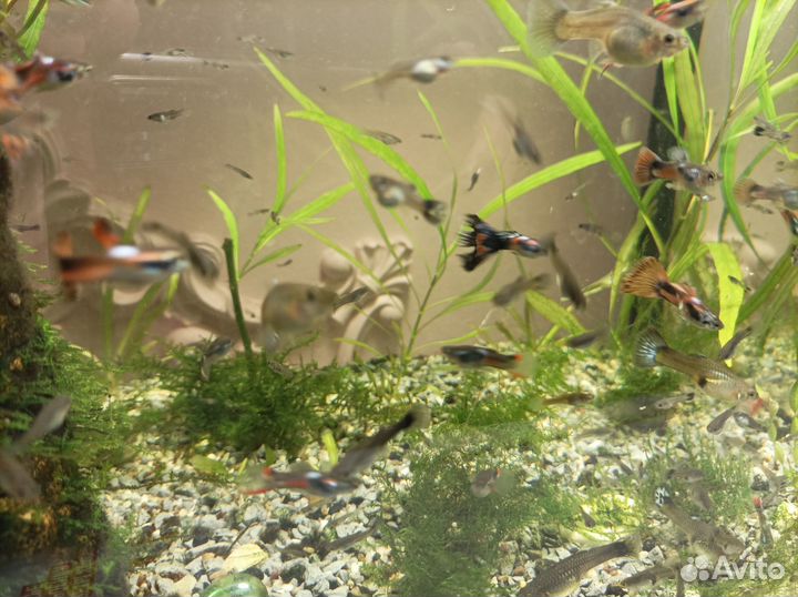 Аквариумные рыбки гуппи
