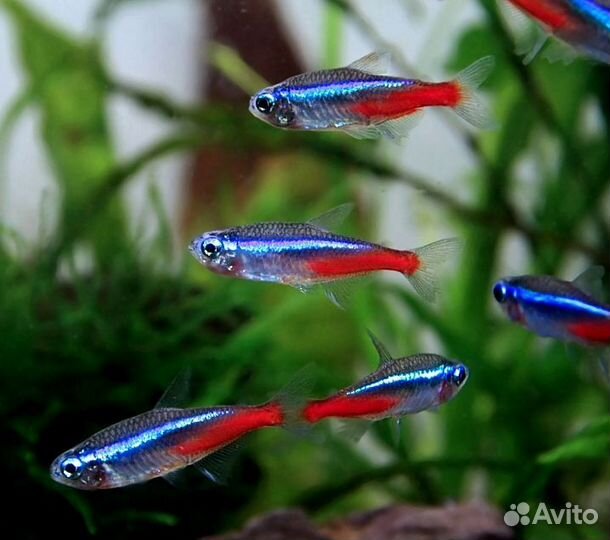 Голубой неон