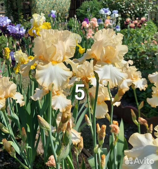 Ирисы бородатые