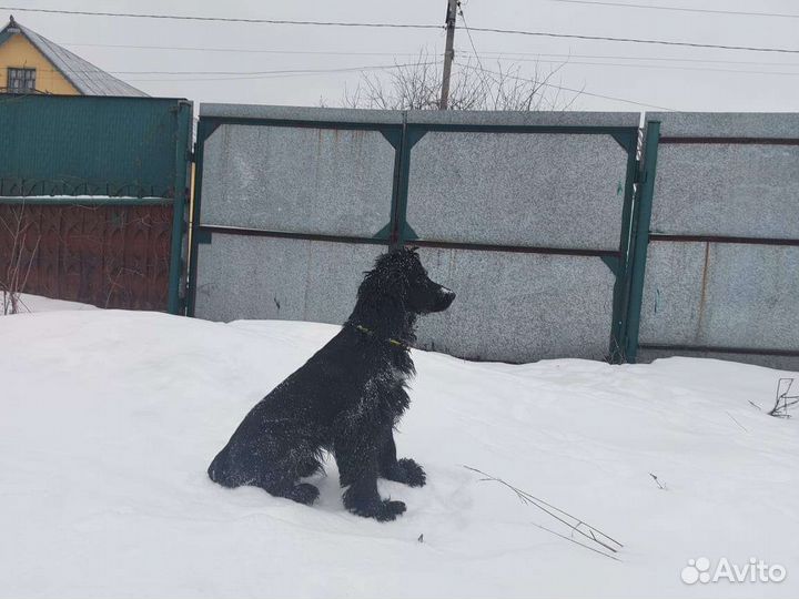 Кокер спаниель. Кобель для вязки