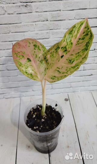 Аглаонемы, крассулы, алоказии