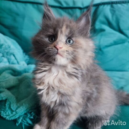 Котята мейн-кун