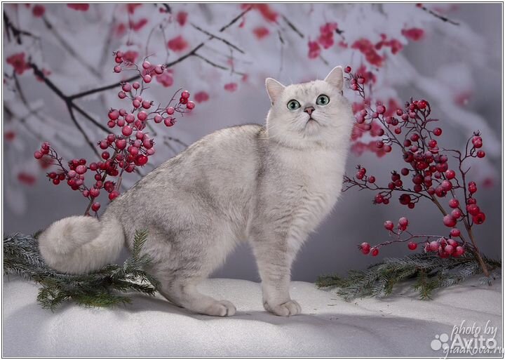 Шотландский страйт Серебристая шиншила Вязка