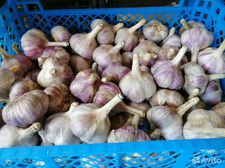 Чеснок, сорт Любаша