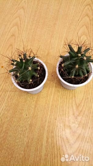 Кактус цветущий- детки