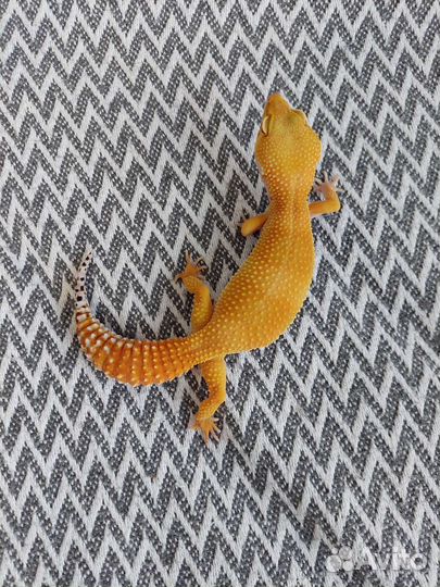 Продаю эублефаров