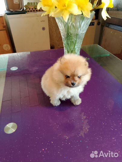 Померанский шпиц мальчик